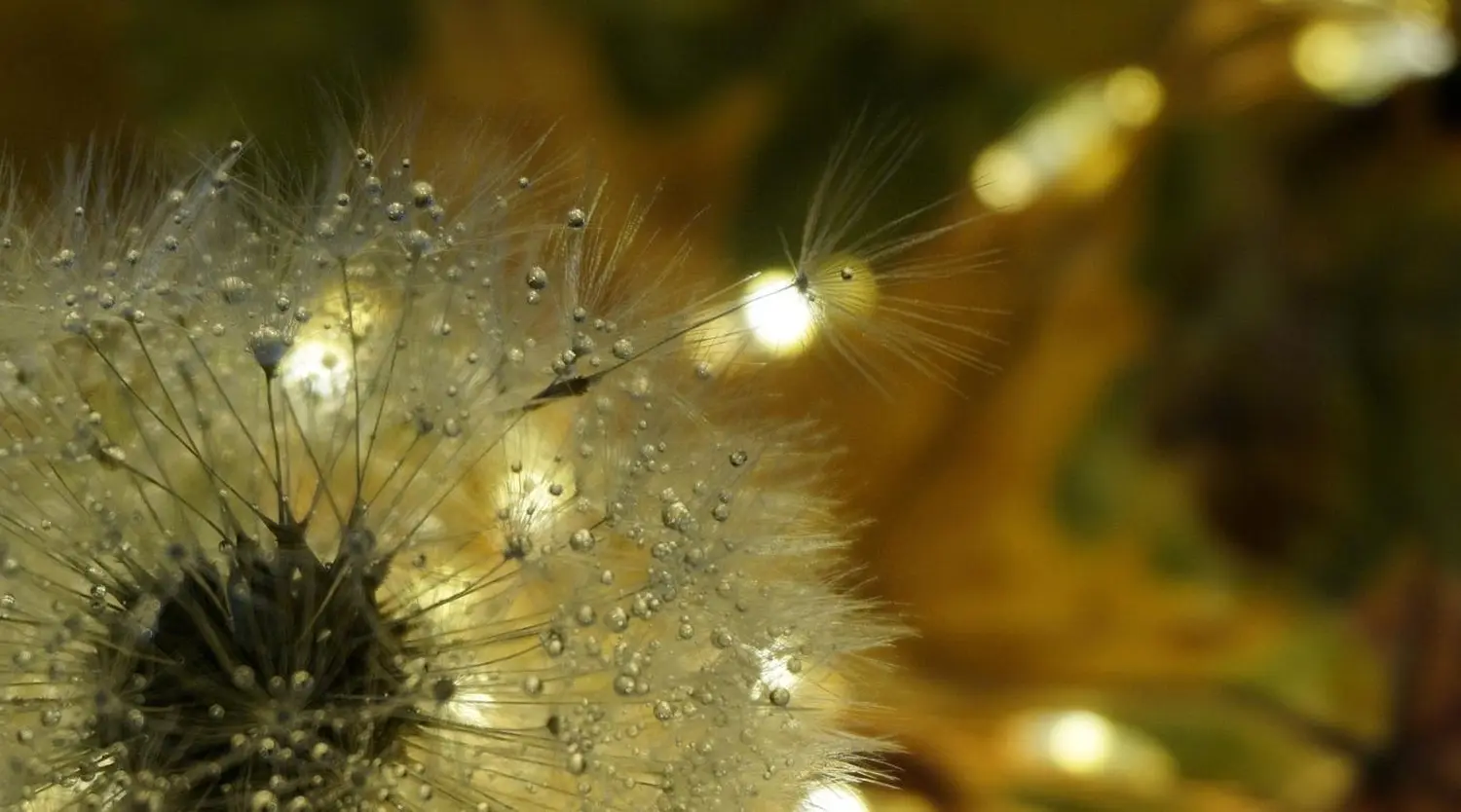 Releasing von Soul Lightening