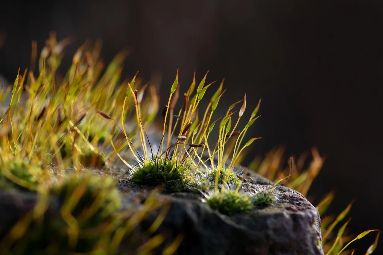 Seelenrückholung von Seelenerleuchtung