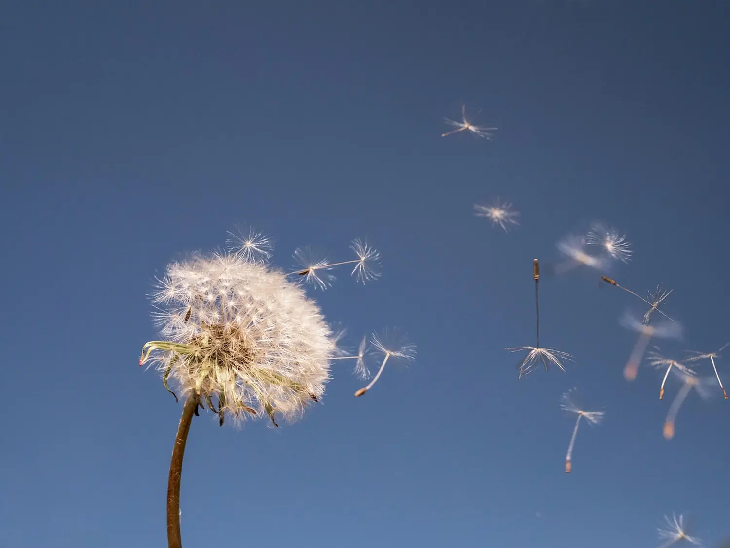 Gesundheitscoaching von Seelenerleuchtung