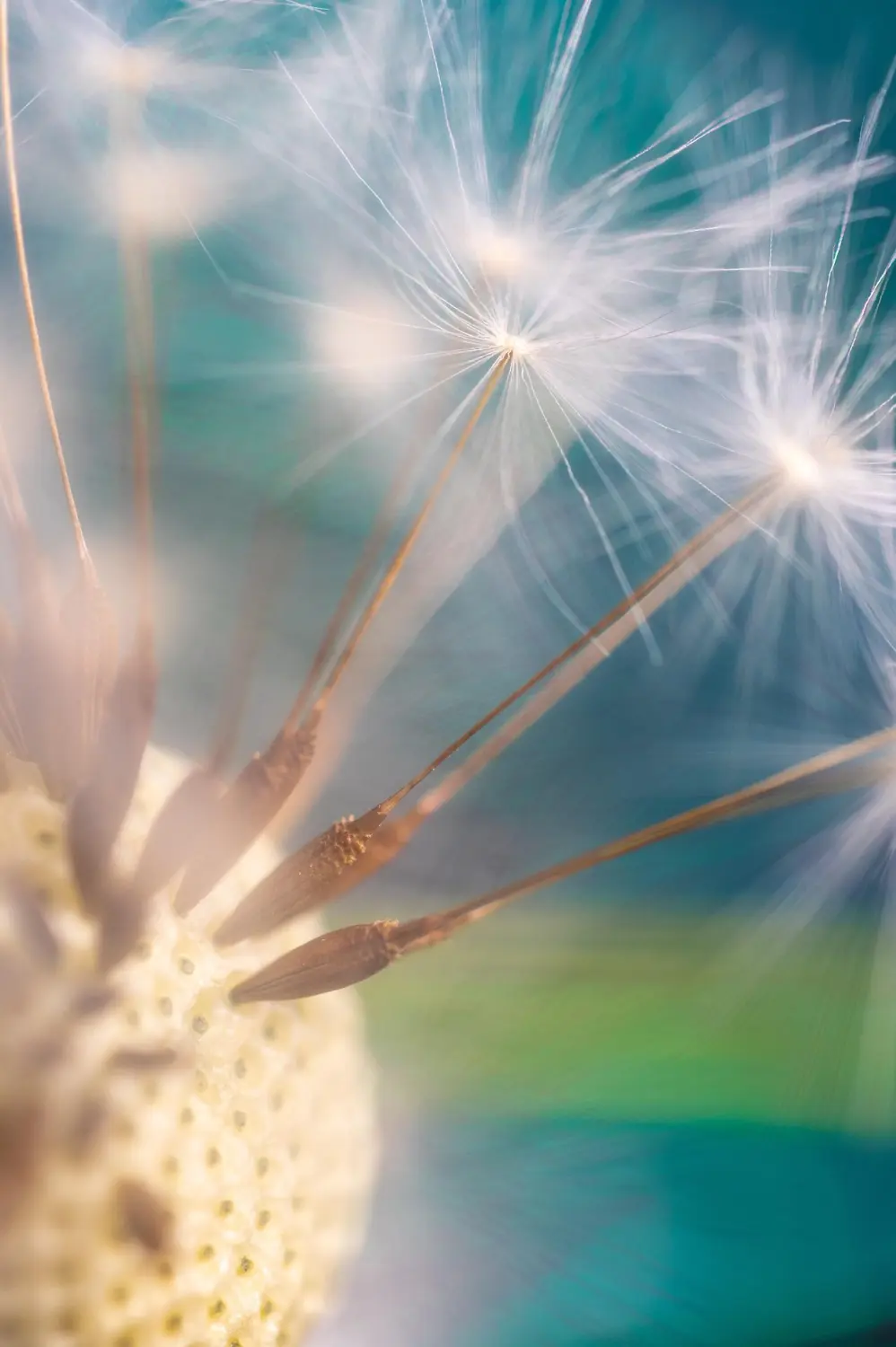 Geistige Wirbelsäulenaufrichtung von Seelenerleuchtung